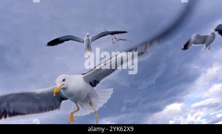 Flying Seagulls in a Cloudy Sky Stock Photo