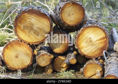 Group of felled pine tree trunks piled up in the forest Stock Photo