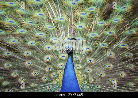 Portrait of beautiful peacock with feathers out. Peacock tail Stock Photo