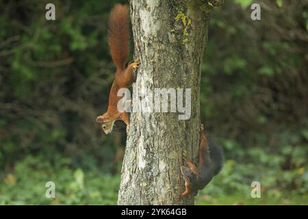 Squirrel two animals hanging on tree trunk looking left and looking down Stock Photo