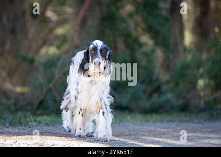 Purebred English setter in the woodlands. Black and white (blue belton) English setter is standing  before a groves background. Stock Photo