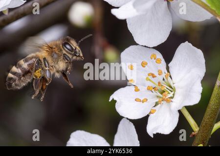 Flying honey bee collecting pollen from tree blossom. Bee in flight over spring background Stock Photo