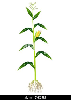Illustration of a cereal on a white background Stock Vector Image & Art ...