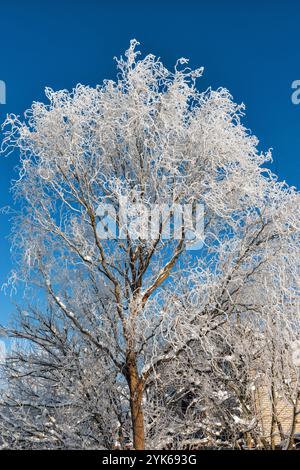 The branches of the curly willow are covered with frost Stock Photo