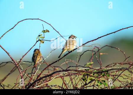 Two tree sparrow sit quietly on thin branches against a bright blue sky, enjoying the warmth of a sunny day in a natural setting filled with greenery Stock Photo