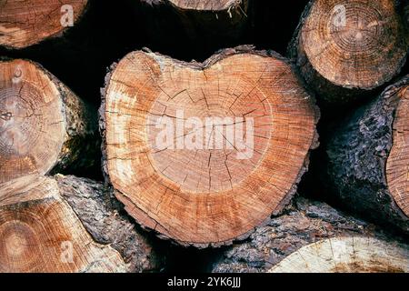 Close-Up of Tree Logs. Stacked Timber Logs , Natural Wood Texture Background. Stock Photo