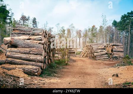 Deforestation Scene. Piles of tree trunks, logs prepared for Transport in forest Stock Photo