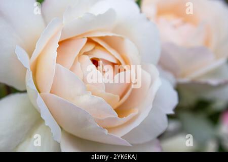 Closeup Tender rose background. Botanical concept, wedding invitation card with Soft focus, abstract floral background, pale pink rose. Macro flower b Stock Photo