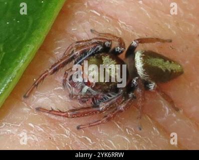 Cyclops Jumping Spider (Opisthoncus polyphemus) Stock Photo