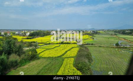 A picturesque rural scene in China showcases a patchwork of vibrant yellow canola fields stretching towards the horizon. Stock Photo