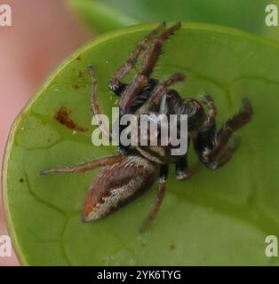 Cyclops Jumping Spider (Opisthoncus polyphemus) Stock Photo