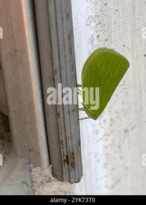 Green Cone-headed Planthopper (Acanalonia conica) Stock Photo