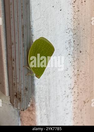 Green Cone-headed Planthopper (Acanalonia conica) Stock Photo