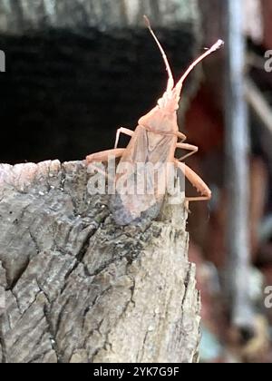 Leaf-footed Bugs and Allies (Coreoidea) Insecta Stock Photo - Alamy