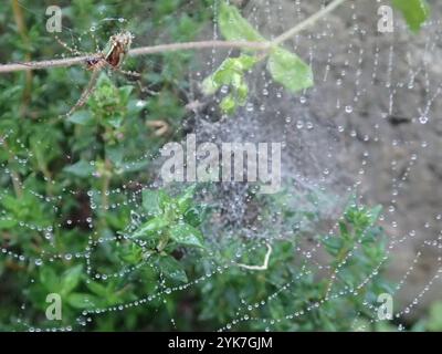 Masked Vlei Spider (Leucauge festiva Stock Photo - Alamy