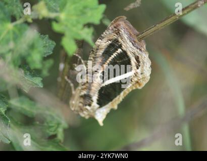 Dot-underwing Moth (Eudocima materna) Stock Photo