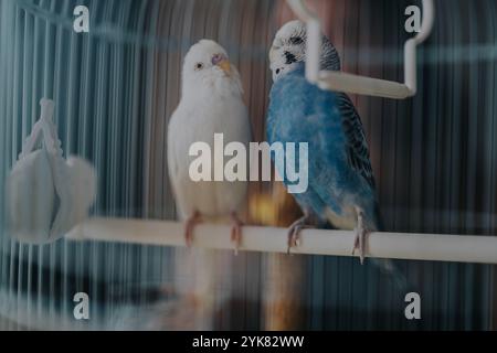 Two charming parrots sitting together in a cage, showcasing their vibrant blue and white feathers and exploring their cozy enclosure environment Stock Photo