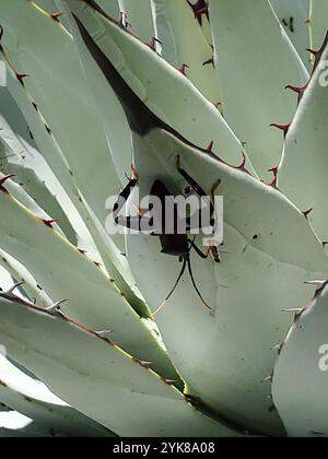 Agave Bug Giant Agave Bug (Acanthocephala thomasi) Insecta Stock Photo - Alamy