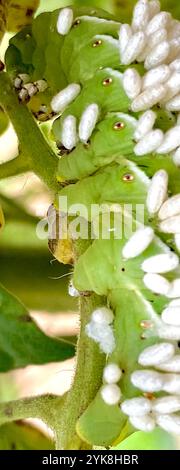 Hornworm Parasitoid Wasp (Cotesia congregata Stock Photo - Alamy