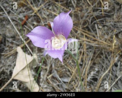 Sagebrush Mariposa Lily (Calochortus macrocarpus) Stock Photo