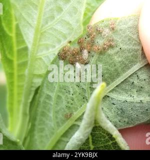 Chrysanthemum Lace Bug (Corythucha marmorata) Stock Photo