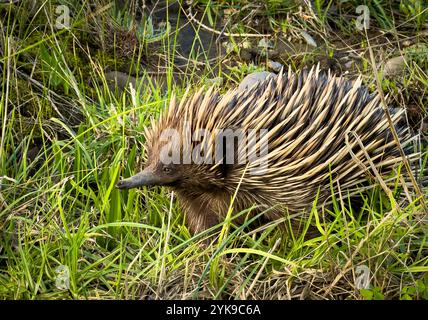 Portrait of an echidna in the wild walking through green grass in Australia Stock Photo