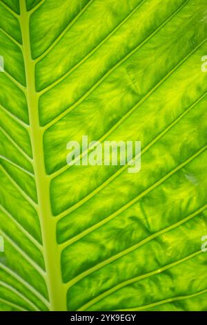 Nature abstract of a vivid green leaf with closeup detail, background, overlay, graphic design. Stock Photo