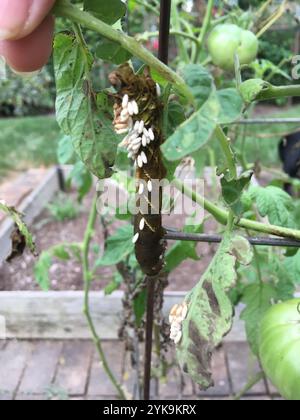 Hornworm Parasitoid Wasp (Cotesia congregata Stock Photo - Alamy