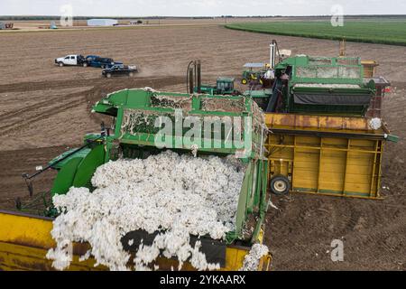 A harvester uses an onboard conveyor to unloads cotton bolls to the module builders which compact the bolls into free-standing modules, 32 feet long, 7 1/2 feet wide, and 9 1/2  feet tall, during the Ernie Schirmer Farms cotton harvest that has family, fellow farmers, and workers banding together for the long days of work, in Batesville, TX, on   August 23, 2020.   Harvesters are in radio contact with the entire crew to know which module builder need cotton the most to stay busy.  Five days ago, rain showered this cotton crop, soaking the soil and making the delicate round cotton bolls droop a Stock Photo