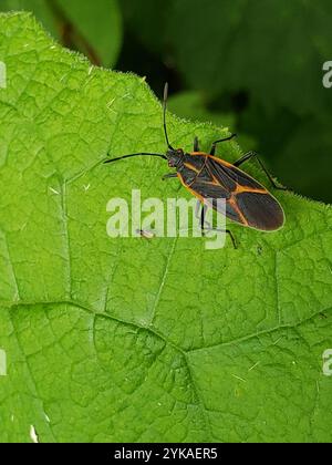 Eastern Boxelder Bug (Boisea trivittata Stock Photo - Alamy