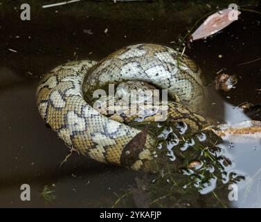 Australian Carpet Python, non-venomous snake, coiled up in water of garden pond Stock Photo