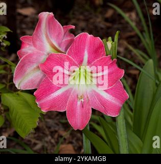 Deep pink flower of Hippeastrum with white stripes on petals and light green centre Stock Photo