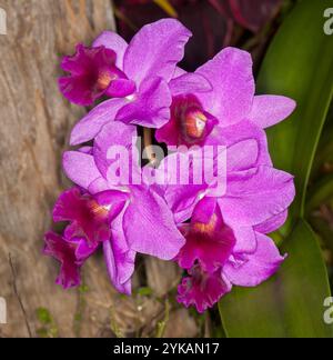 Cluster of vivid purple orchid flowers Stock Photo