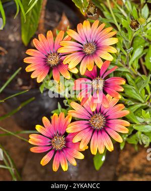 Cluster of vivid orange flowers and light green leaves of Osteospermum, perennial garden plant Stock Photo
