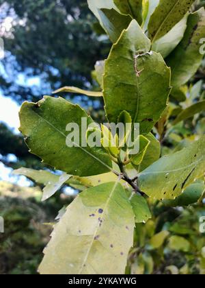 Pigeonwood (Hedycarya arborea) Stock Photo