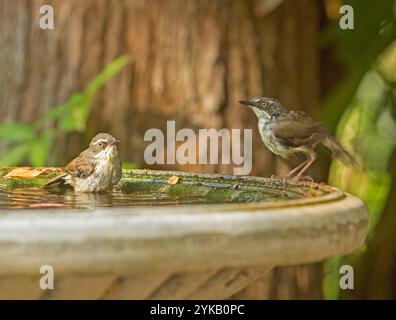 Two Australian White-browed scrubwren, Sericornis frontalis, at garden birdbath, one in water, one with wet plumage standing on edge Stock Photo