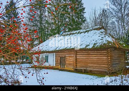 The winter scene in Pereiaslav Scansen with viburnum shrub in front of historic timber-adobe hata house, Ukraine Stock Photo