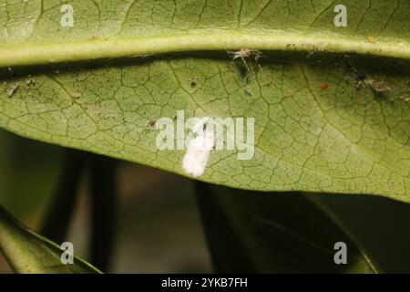 Cottony Yew Scale (Pulvinaria floccifera Stock Photo - Alamy