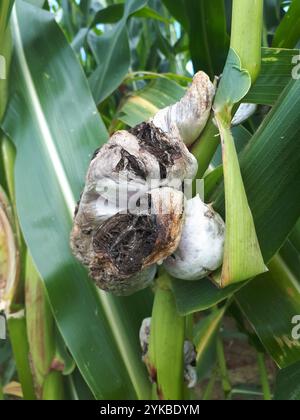 Mycosarcoma Corn Smut (Mycosarcoma maydis Stock Photo - Alamy