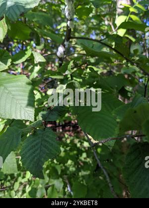 Common Hover Fly Parasitoid Wasp (Diplazon laetatorius Stock Photo - Alamy