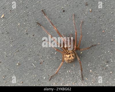 Giant House Spider Complex (Eratigena atrica Stock Photo - Alamy