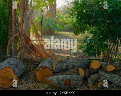 Cut tree trunk in the middle of a grassy field with spring flowers and ...