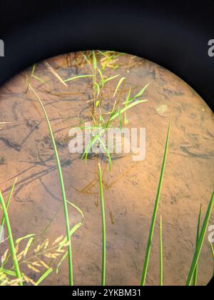 Sonoran Mud Turtle (Kinosternon sonoriense) Stock Photo