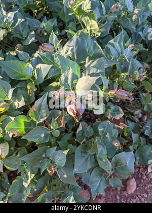 Colorado Four o'Clock (Mirabilis multiflora) Stock Photo