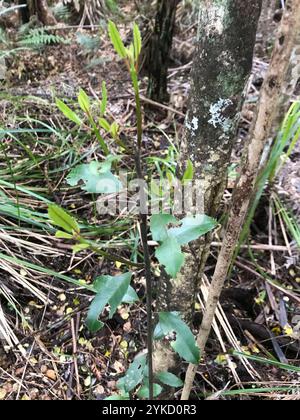 Pigeonwood (Hedycarya arborea) Stock Photo