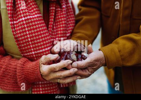 Close up of elderly couple holding handful of chestnuts in their hands. Stock Photo