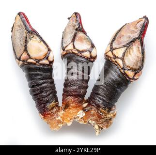 Raw goose barnacles close up isolated on white background. Delicacy food. Stock Photo