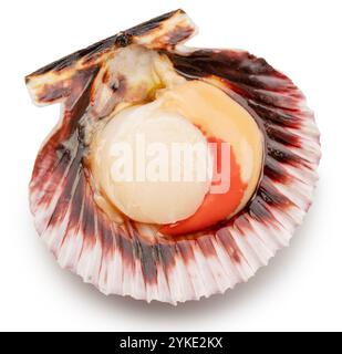 Edible raw opened scallop isolated on white background. Delicacy food. File contains clipping path. Stock Photo