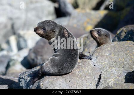 Pair of New Zealand Fur Seal pups, Arctocephalus forsteri, Kaikura, Canterbury, South Island, New Zealand Stock Photo