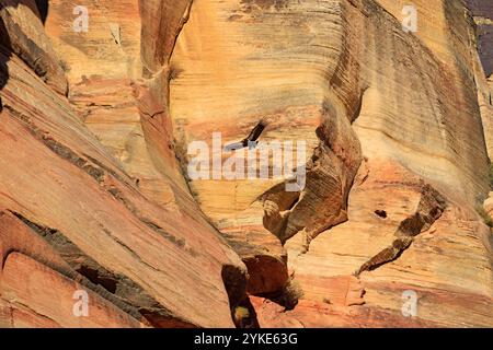 California Condor Z0 (Gymnogyps californianus) soars along the sandstone cliffs in Zion Canyon, Zion National Park, Washington County, Utah, USA. Stock Photo